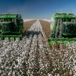 Cotton Bulls Push Higher Heading into the Thursday Close