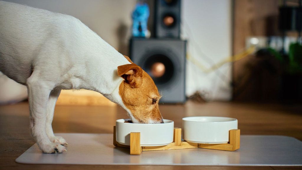 Fromm recalls thousands of dog food cases over possible metal contamination