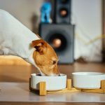 Fromm recalls thousands of dog food cases over possible metal contamination