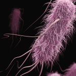 Stanford Evo 2 AI model generates phages against E. coli
