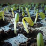 Soybeans Rally Off Early Lows as Traders Eye Monday Trade Announcement